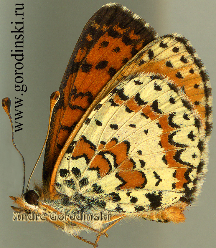 http://www.gorodinski.ru/nymphalidae/Melitaea interrupta kendevana.jpg